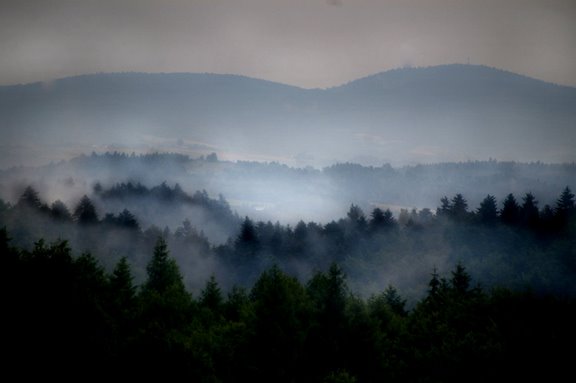 Mgła nad lasem w okolicy Żurowej